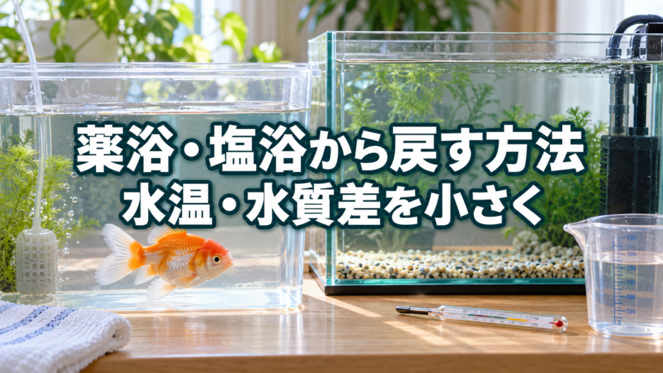 金魚を薬浴・塩浴から戻す方法｜水温・水質差を小さくする手順