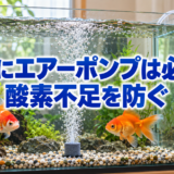 金魚にエアーポンプは必要？酸素供給の仕組みと追加する目安のアイキャッチ