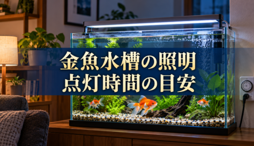 金魚水槽の照明は何時間？点灯・消灯とコケ対策の基本