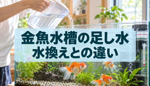 金魚水槽の足し水方法｜蒸発分の補給と水換えの違い