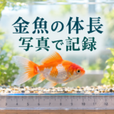 金魚の体長を測る方法|水から出さず写真で成長を記録するコツ