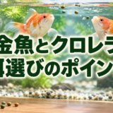 金魚にクロレラを与えていい？研究結果と餌の選び方