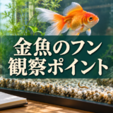 金魚のフンで何がわかる？色・長さ・回数を観察するポイント
