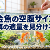 金魚の空腹のサインはわかる？餌を欲しがる行動と適量の見分け方のアイキャッチ