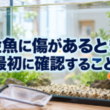 金魚に傷があるときの対処｜原因確認・隔離・水質管理のアイキャッチ