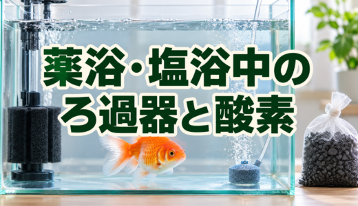 金魚の薬浴・塩浴中にろ過器は使う？ろ材・活性炭・酸素供給