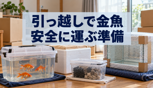 引っ越しで金魚を運ぶ方法｜水槽・ろ材・飼育水の準備