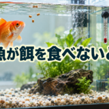 金魚が餌を食べない原因は？水温・水質・体調を確認する順番のアイキャッチ