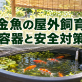 金魚の屋外飼育｜容器・日よけ・水温・外敵対策