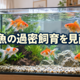 金魚の過密飼育とは？水量・ろ過・水質から見直すポイントのアイキャッチ