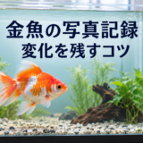 金魚を写真で記録する方法｜同じ角度・明るさで変化を残すコツ
