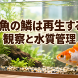 金魚の鱗は再生する？抜けたときの観察と水質管理のアイキャッチ