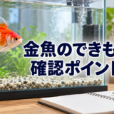 金魚にできものがあるときの確認手順｜色・位置・広がりを記録