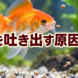 金魚が餌を吐き出すのはなぜ？粒の大きさ・硬さ・体調の確認のアイキャッチ