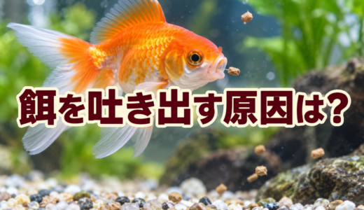 金魚が餌を吐き出すのはなぜ？粒の大きさ・硬さ・体調の確認