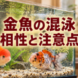 金魚の混泳｜相性を決める5つの条件と同居させる手順のアイキャッチ