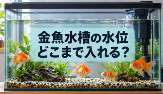 金魚水槽の水位はどこまで？水量・ふた・フィルターの確認ポイント