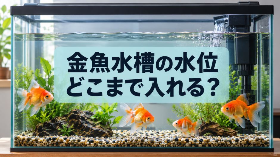 金魚水槽の水位はどこまで？水量・ふた・フィルターの確認ポイント