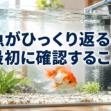 金魚がひっくり返るときの確認手順|転覆病と決めつけない観察ポイントのアイキャッチ