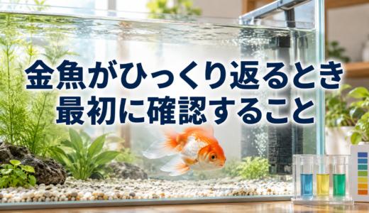 金魚がひっくり返るときの確認手順｜転覆病と決めつけない観察ポイント