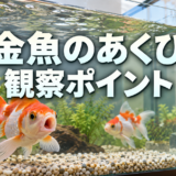 金魚のあくびは病気？口を大きく開けるときの観察ポイントのアイキャッチ