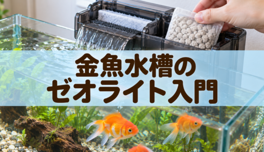 金魚水槽にゼオライトは必要？アンモニア吸着と交換の考え方