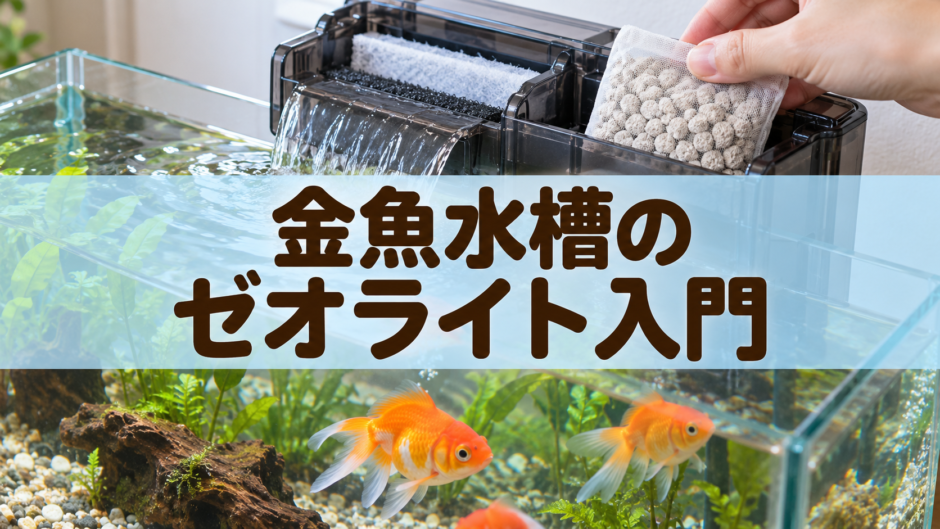 金魚水槽にゼオライトは必要？アンモニア吸着と交換の考え方
