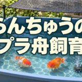 らんちゅうをプラ舟で飼う準備｜置き場所・水量・日よけ・排水